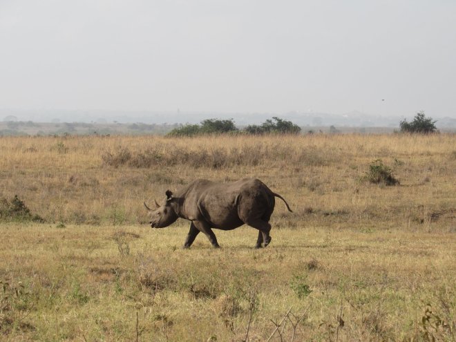 Black rhino (Diceros bicornis) – Critically endangered (IUCN).